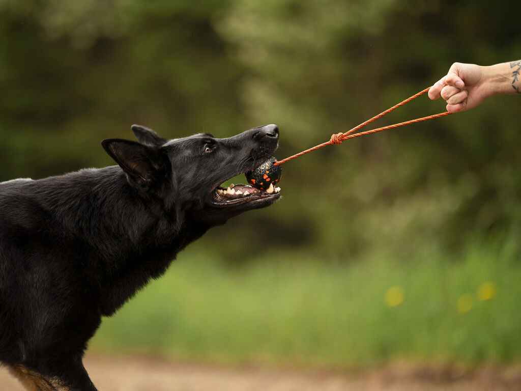 Non-stop dogwear Ball On Rope 2