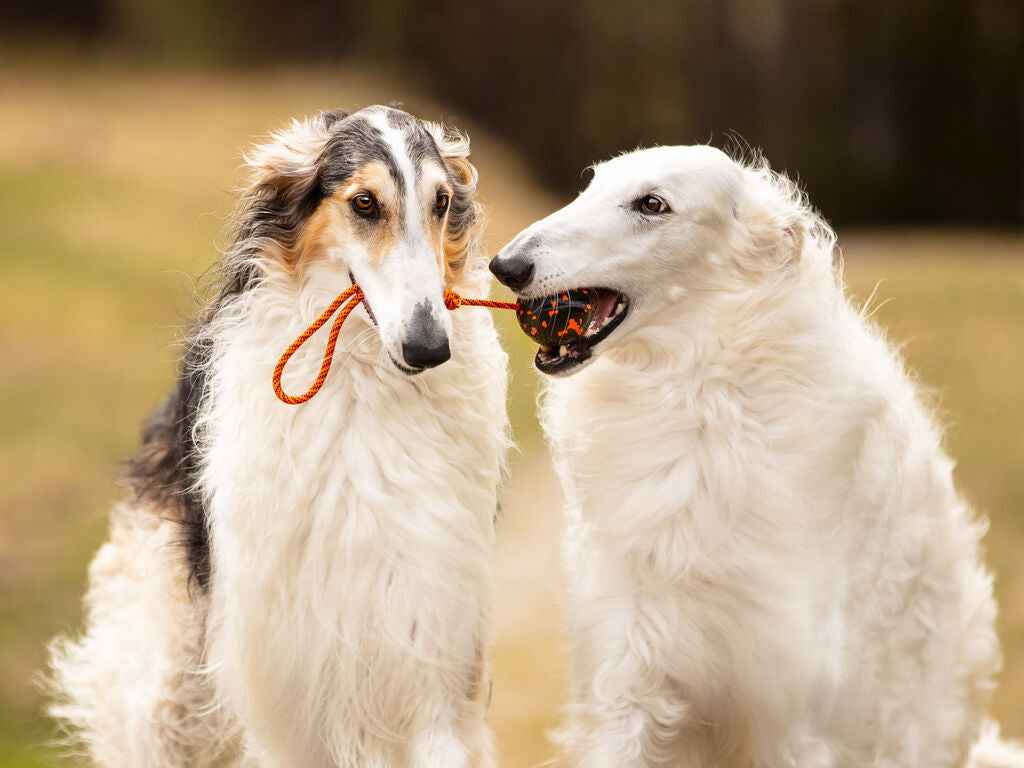 Non-stop dogwear Ball On Rope 3