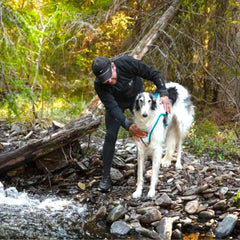 Non-stop dogwear Cooling V
est