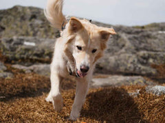 Non-stop dogwear Dog Ball 2