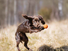 Non-stop dogwear Dog Ball 3