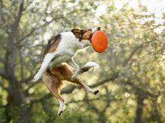 Non-stop dogwear Dog Flying Disc 4