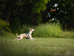 Non-stop dogwear Dog Flying Disc 5