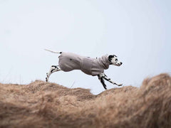 Dalmatian running in a Non-stop dogwear Drying Coat, demonstrating the coat’s unrestricted fit and comfort during active movement.