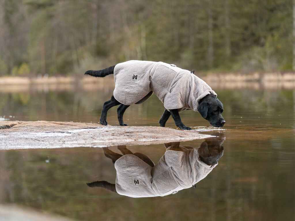 Black Labrador in Non-stop dogwear Drying Coat walks near water, highlighting the coat’s absorbent fabric and travel towel functionality.