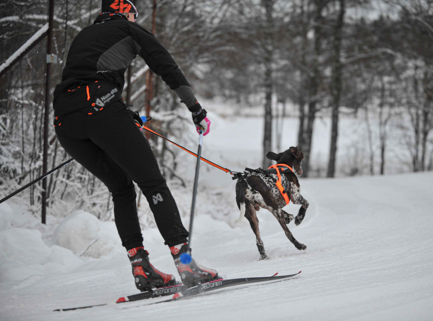 Skier using Non-stop dogwear Loype Belt Pro skijoring belt connected to a pulling dog, demonstrating real use in snowy terrain.