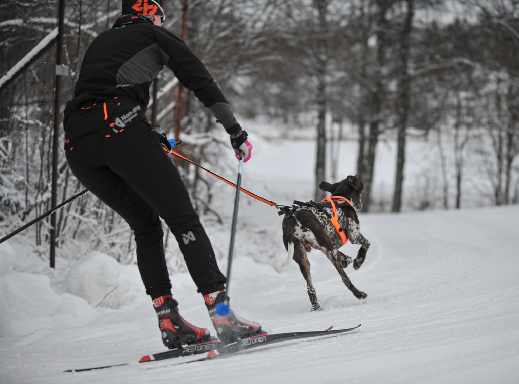 Person cross-country skiing with a dog on a snowy trail using a Non-stop Nonstop dogwear Loype Belt Pro