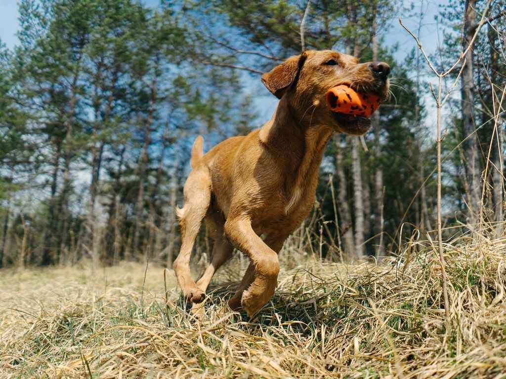 Energetic brown dog running outdoors with the Non-stop dogwear Throw Toy, ideal for active play and fetch sessions.