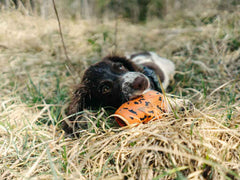Wet dog lying in dry grass chewing on the Non-stop dogwear Throw Toy, highlighting its engaging and chew-friendly design.