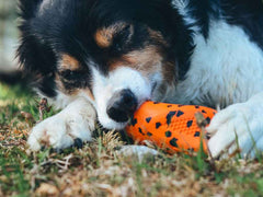 Small dog chewing the Non-stop dogwear Throw Toy on grass, demonstrating the toy's durability and appeal for chewing.