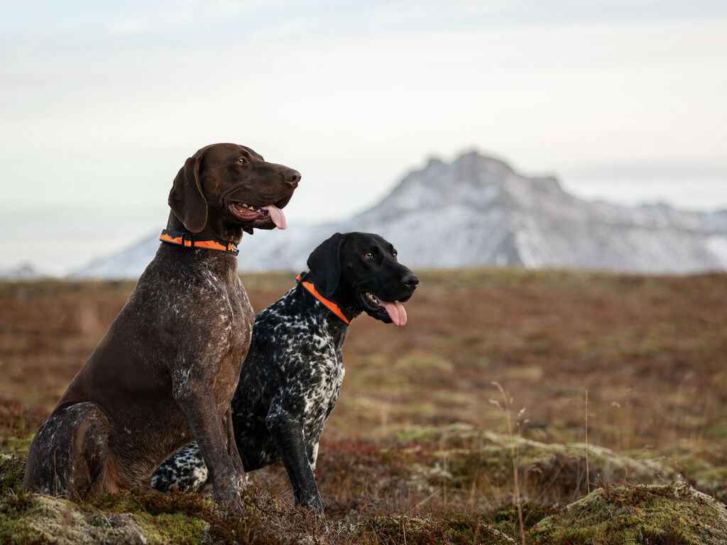 Non-stop dogwear Trail Quest Collar 3