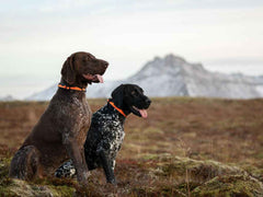 Non-stop dogwear Trail Quest Collar 3