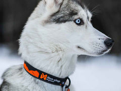 Non-stop dogwear Trail Quest Collar 4