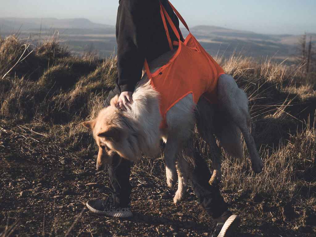 Person walking a dog in a Dog Rescue sling on a grassy hill with mountains in the background