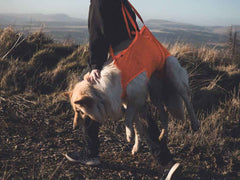 Person walking a dog in a Dog Rescue sling on a grassy hill with mountains in the background