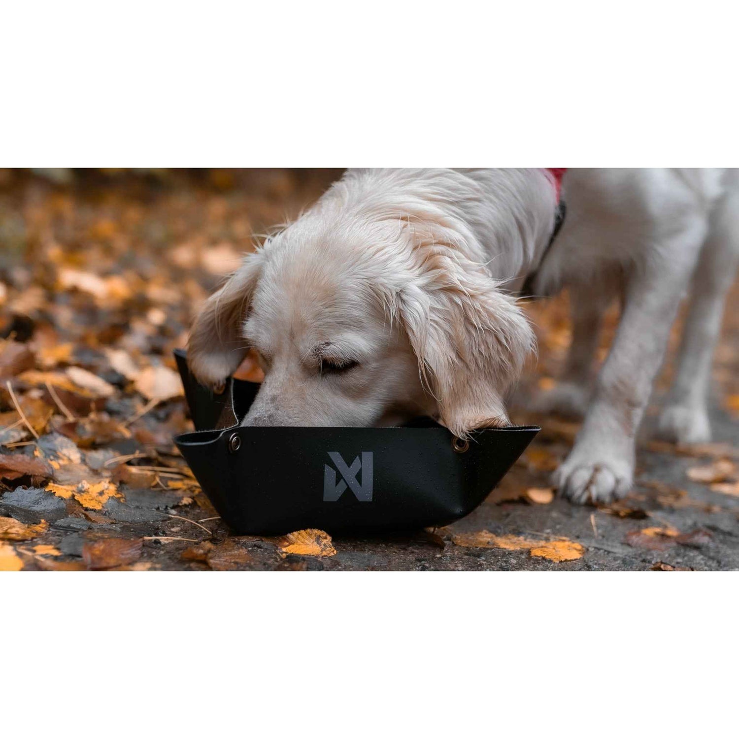 Golden retriever drinking from the Non-stop dogwear Trekking Bowl during a hike, showcasing its practical use for pets on outdoor excursions.