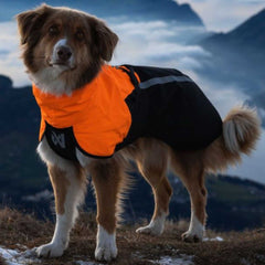 Fjord Raincoat 2.0 - Non-stop Dogwear in bright orange and black keeps an active dog dry during a mountain adventure. Waterproof dog gear for all weather.