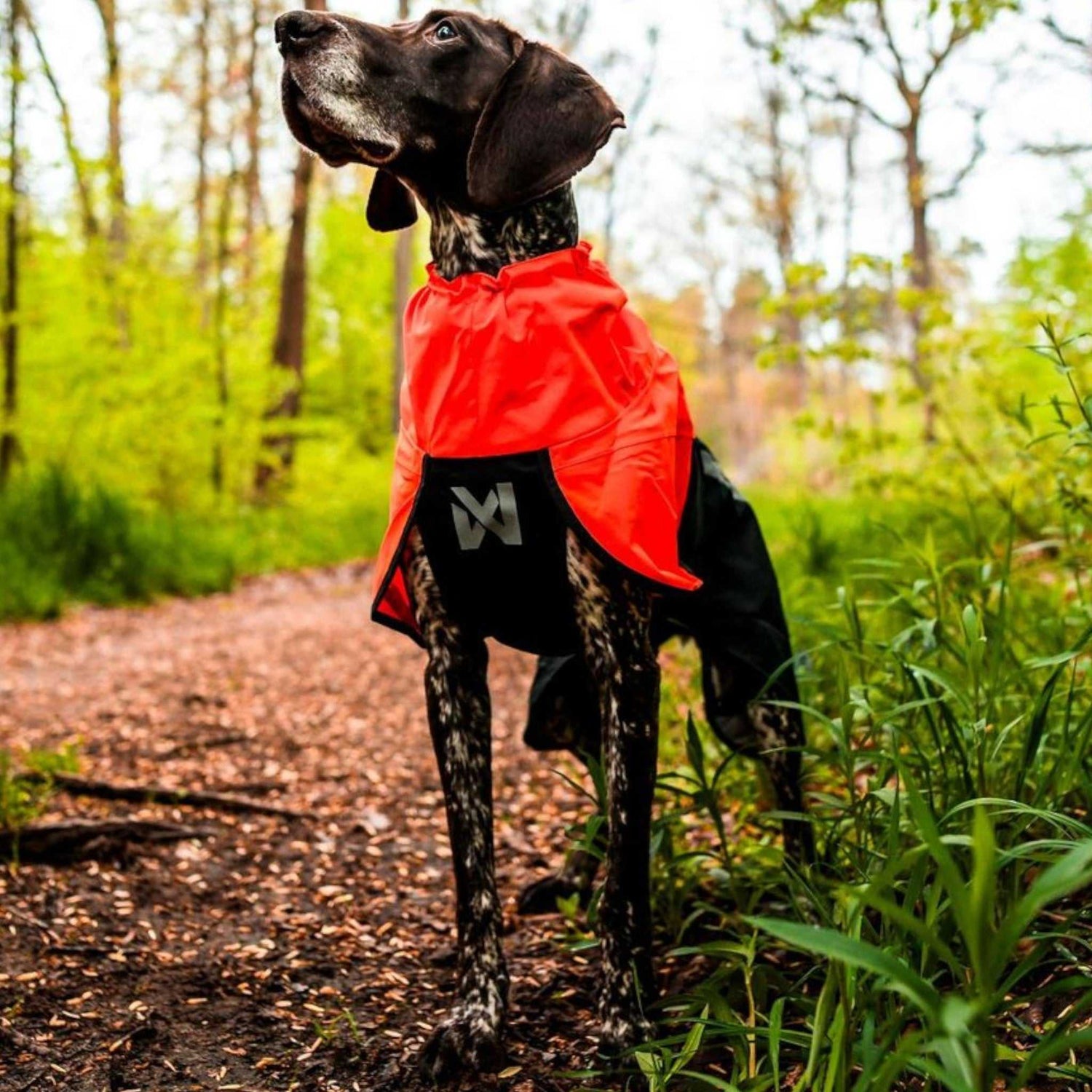 Fjord Raincoat 2.0 - Non-stop Dogwear in bright red and black keeps an active dog dry on a forest trail. Waterproof dog gear for outdoor adventures.