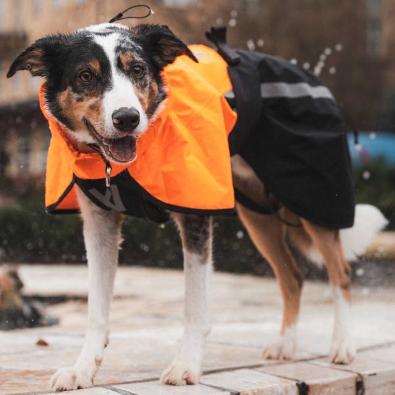 Fjord Raincoat 2.0 - Non-stop Dogwear waterproof dog coat in bright orange and black, worn by a wet dog outdoors during rainy weather.