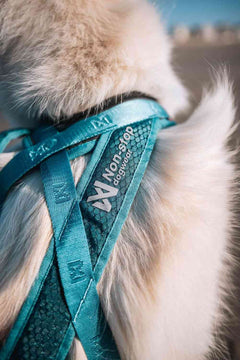 Non-stop dogwear Rush Harness teal