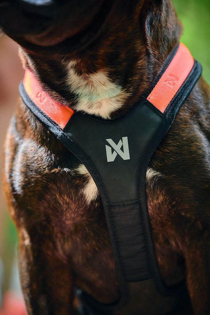 Non-stop dogwear Rush Harness is a Y Harness