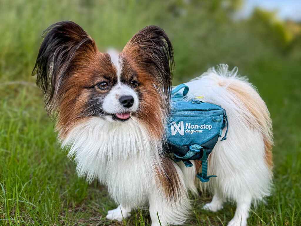 Small dog wearing Non-stop dogwear Trail Quest Dog Backpack in grassy field, showcasing fit and comfort for various dog sizes.