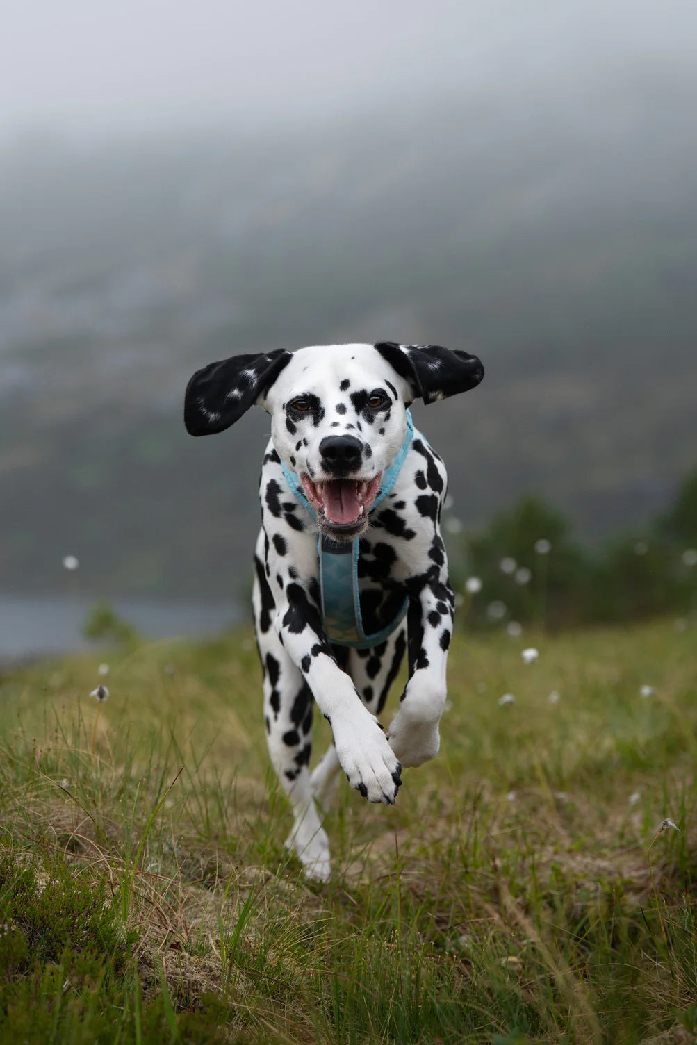 Non-stop dogwear Trekking Line Harness CLIP'N™