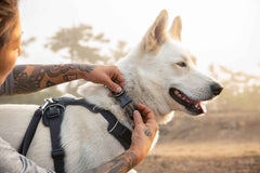 Owner fastening the Ruffwear Front Range™ Dog Collar on a white dog, showcasing ease of use and comfort during outdoor adventures.