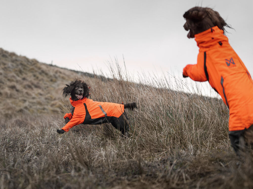 Two dogs wearing orange jackets are running through a field of tall grass.