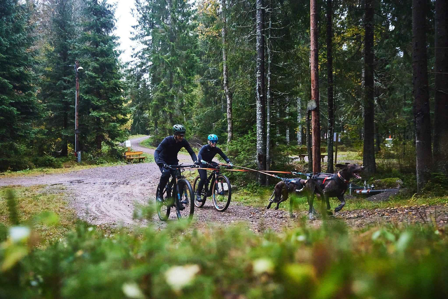 Two cyclists riding with dogs on Non-stop Dogwear Bungee Leashes in forest, showcasing hands-free shock-absorbing leads for bikejoring.