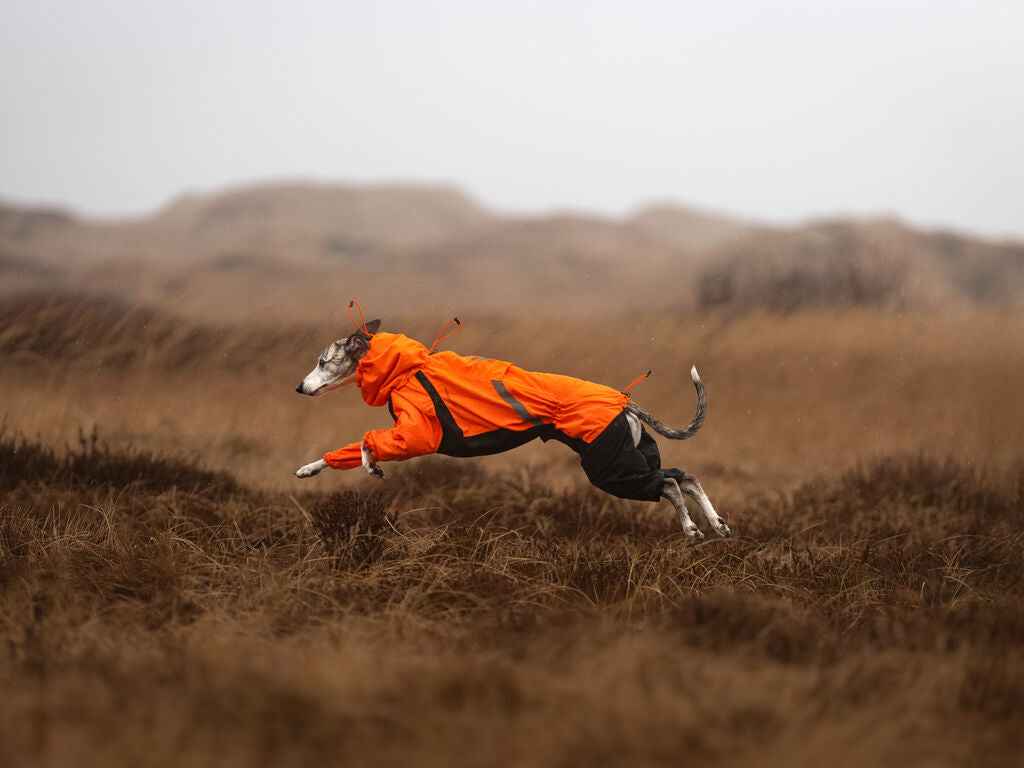 A greyhound dog wearing an orange jacket is running through a field of tall grass.
