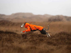 A greyhound dog wearing an orange jacket is running through a field of tall grass.