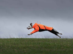 A Dalmatian dog wearing an orange jacket is running across a grassy field against a cloudy sky.