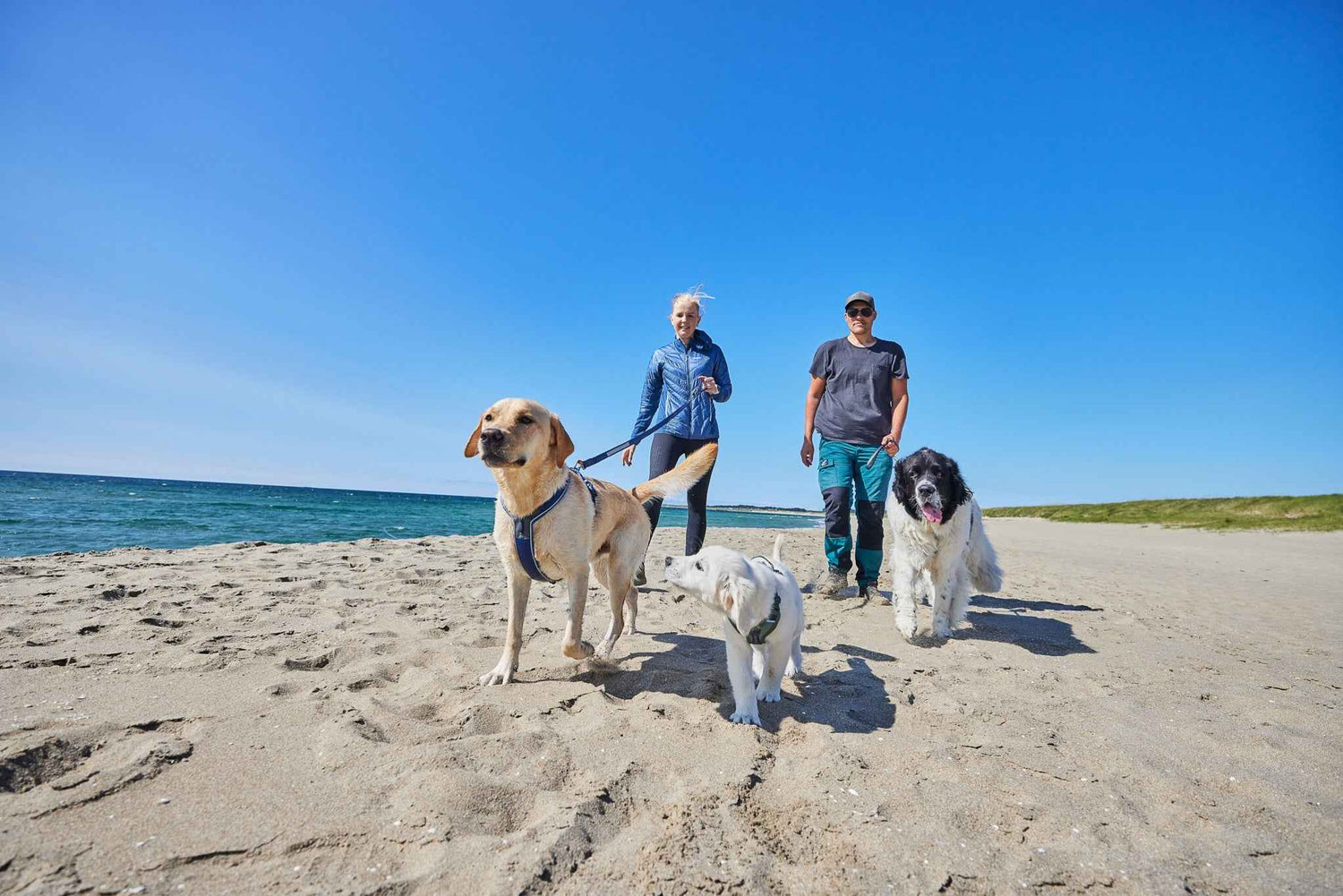 non-stop dogwear line harness 5.0