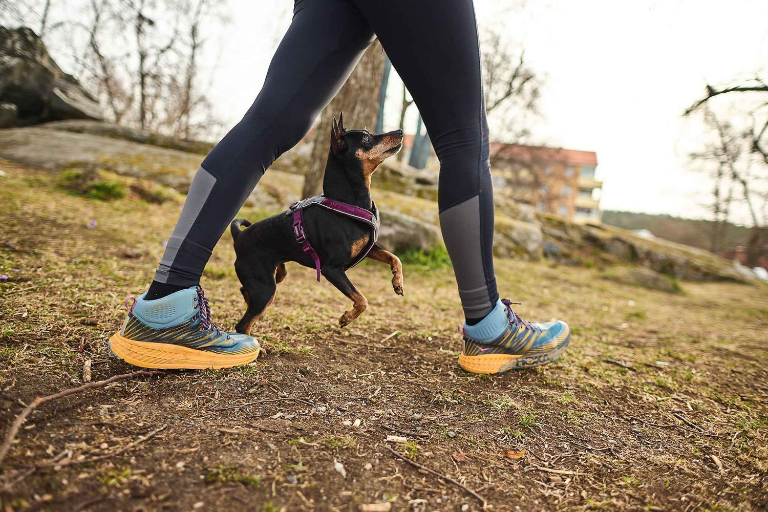 non-stop dogwear line harness 5.0