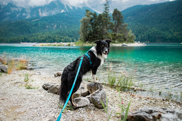 Non-stop Dogwear Line Harness 5.0
