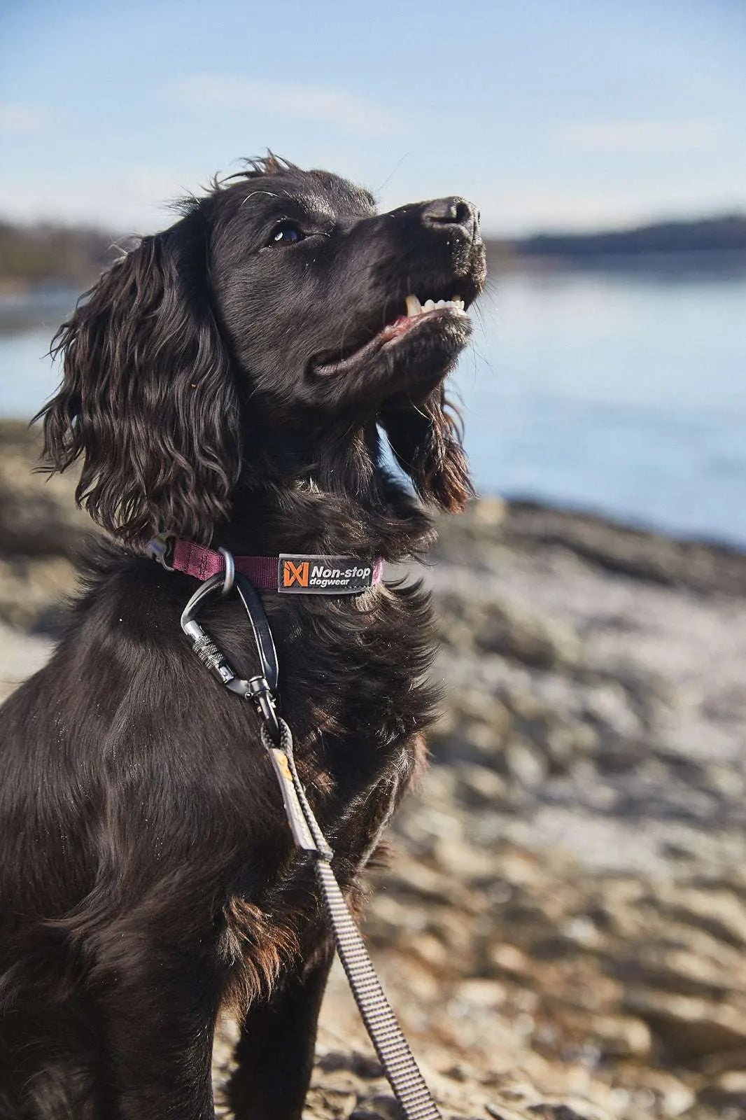 Non-stop dogwear Tumble Collar