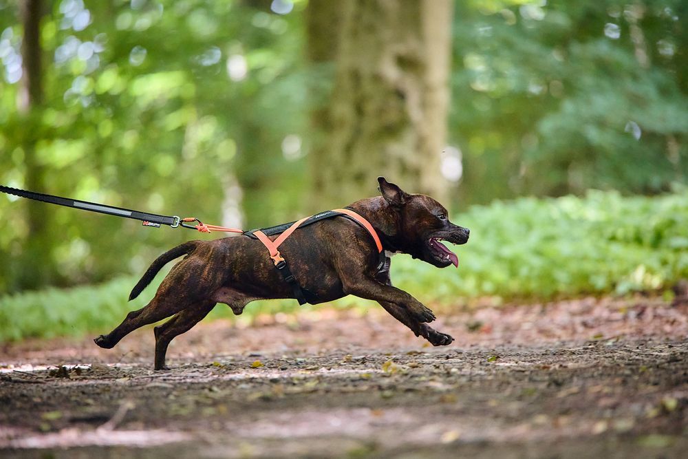 Non-stop dogwear Rush Harness In Action