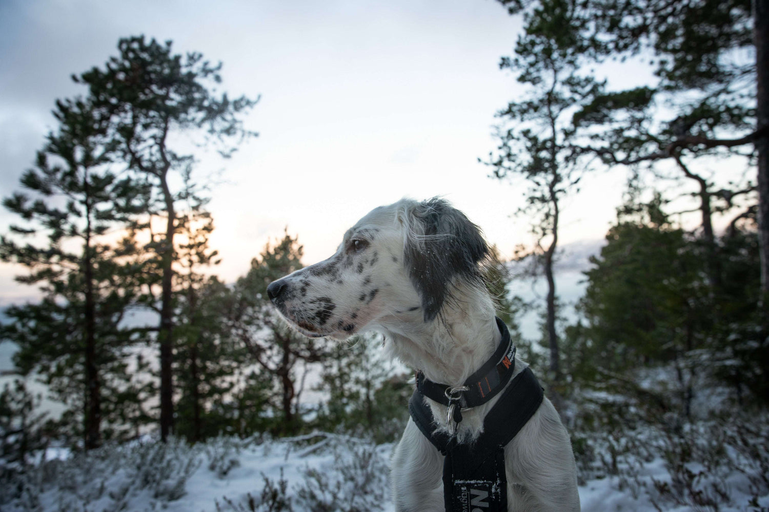 Non-stop dogwear Rock Adjustable Collar