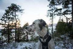 Non-stop dogwear Rock Adjustable Collar