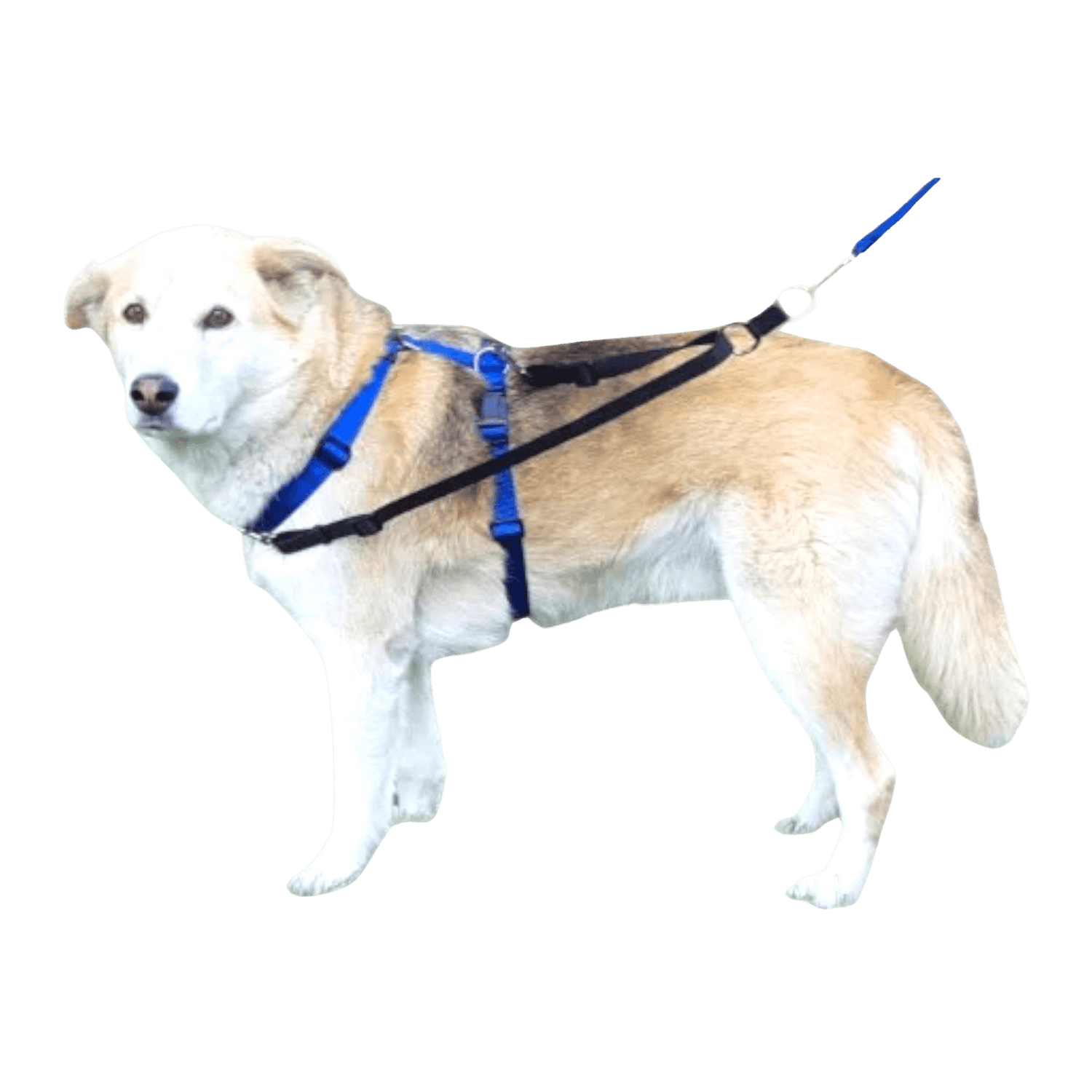 Tellington TTouch Connector shown on a light-colored dog wearing a two-point harness, demonstrating leash attachment for balanced control.