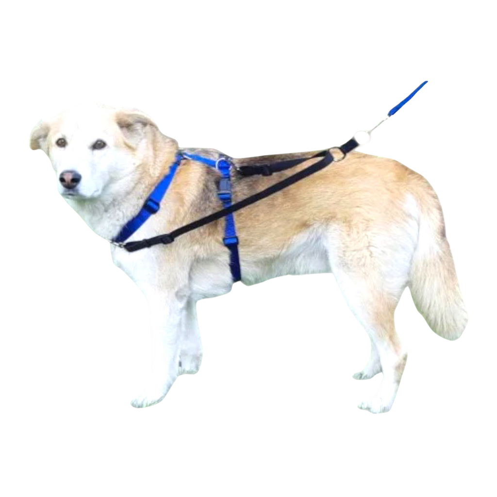 Tellington TTouch Connector