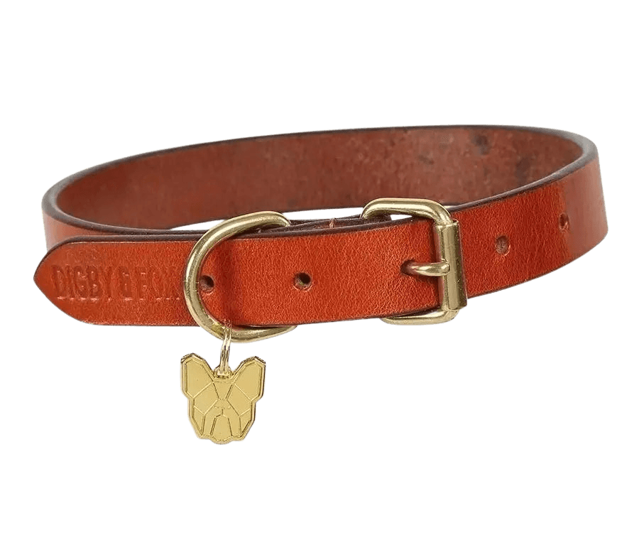 Tan Digby & Fox Flat Leather Dog Collar with brass buckle and gold dog tag, combining elegance and strength for pet collars.