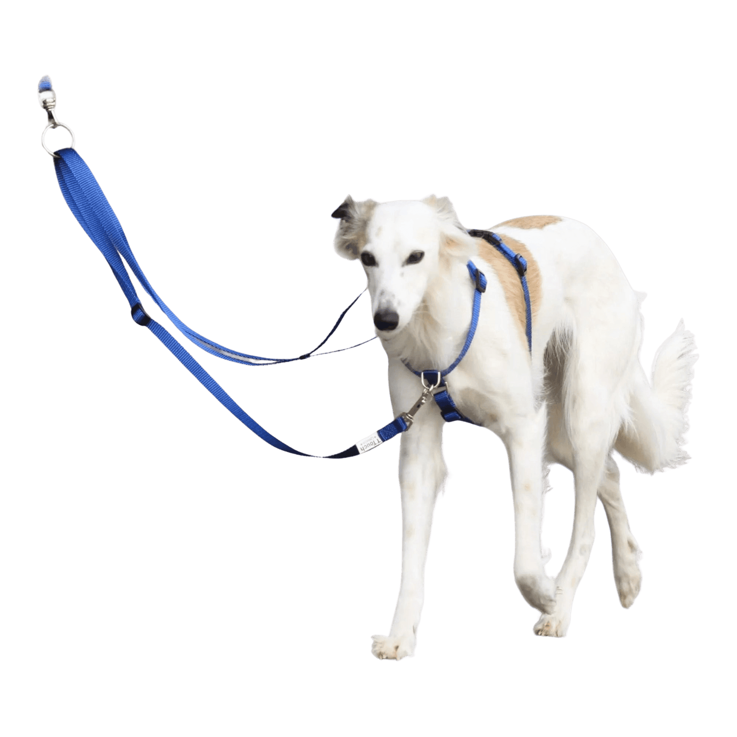 TTouch Harness - TTouch Dog Harness worn by a white dog with blue leash. Designed for gentle control and improved walking behavior.