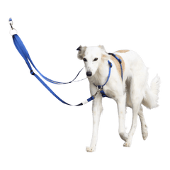 TTouch Harness - TTouch Dog Harness worn by a white dog with blue leash. Designed for gentle control and improved walking behavior.