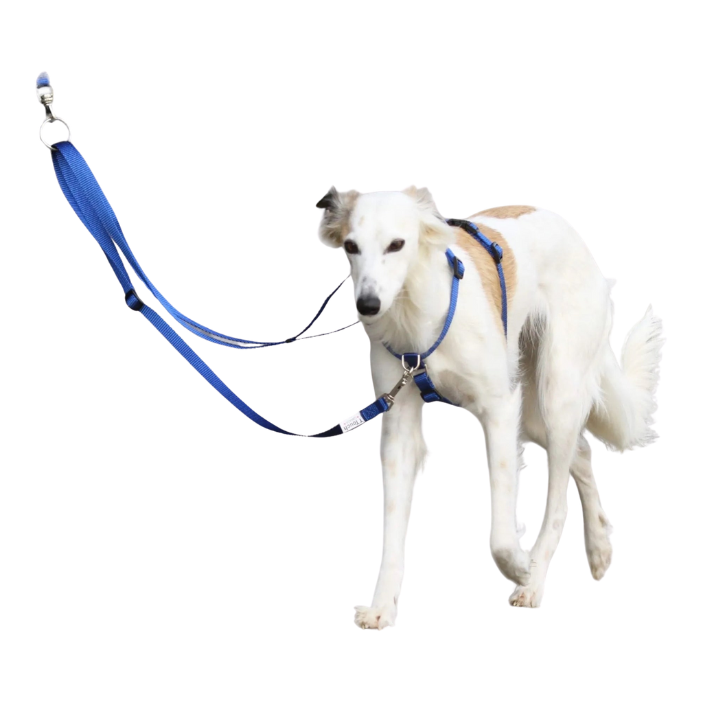 TTouch Harness and Harmony Lead