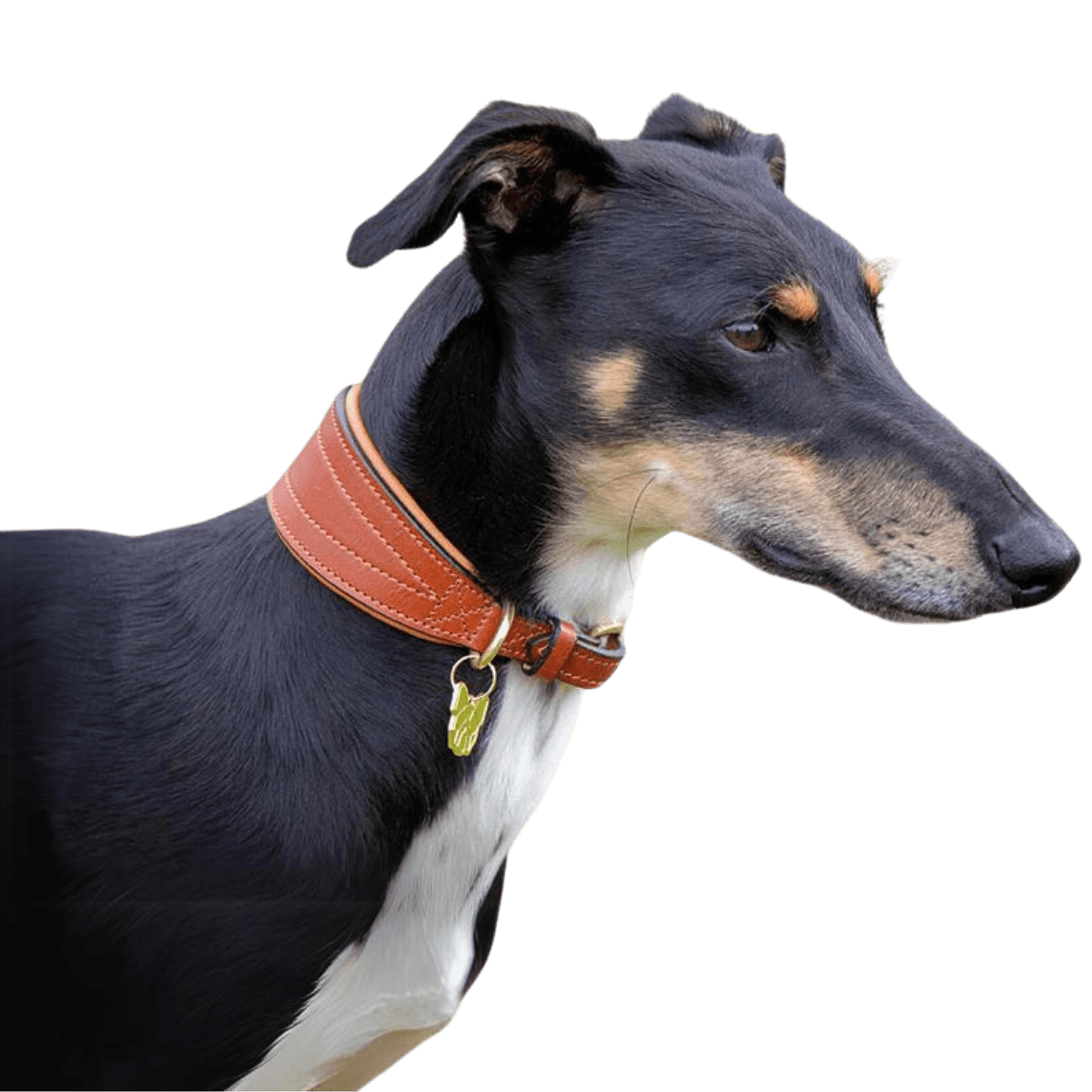 Black and tan greyhound wearing a tan Digby & Fox Padded Greyhound Collar, showcasing the tapered fit and luxurious leather finish.