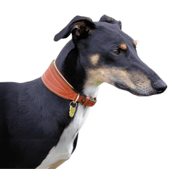 Black and tan greyhound wearing a tan Digby & Fox Padded Greyhound Collar, showcasing the tapered fit and luxurious leather finish.