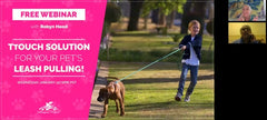 Webinar promo for Tellington TTouch Connector featuring a child walking a dog with a two-point harness, highlighting leash pulling solutions.