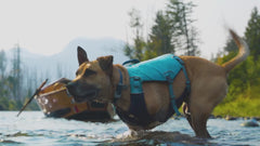 Dog wearing blue Ruffwear - Confluence Life Jacket standing in a river, showcasing buoyancy and freedom of movement for aquatic adventures.